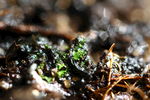微距生物世界之苔藓