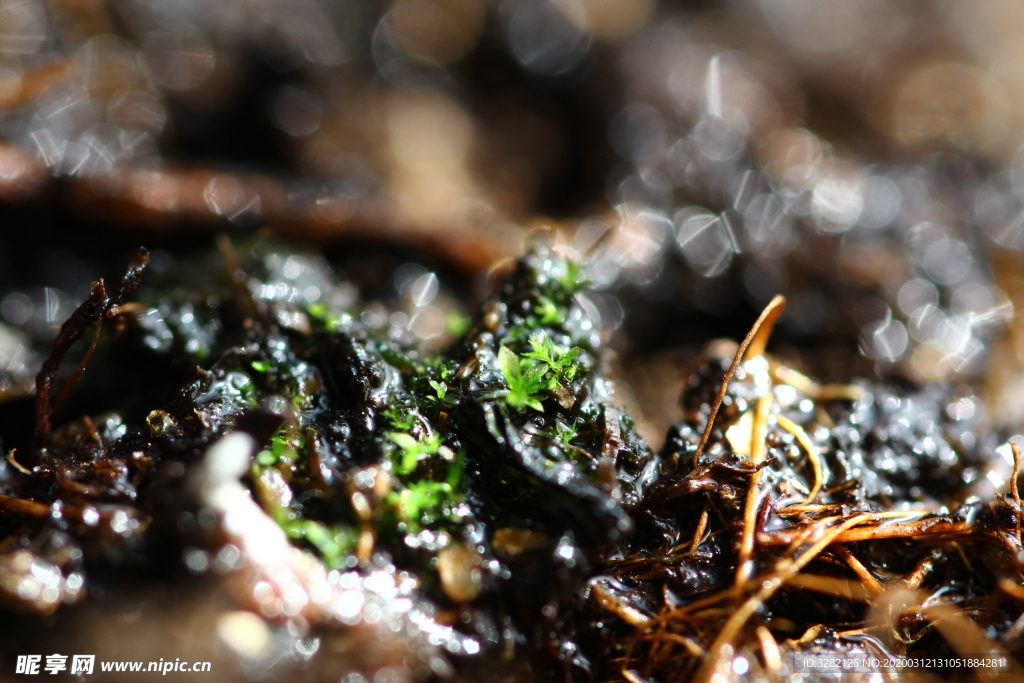微距生物世界之苔藓