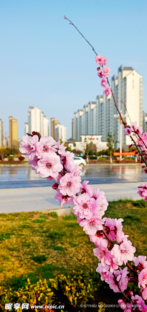 梅花