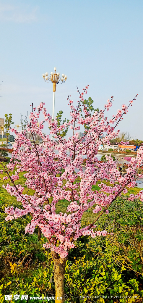 梅花树