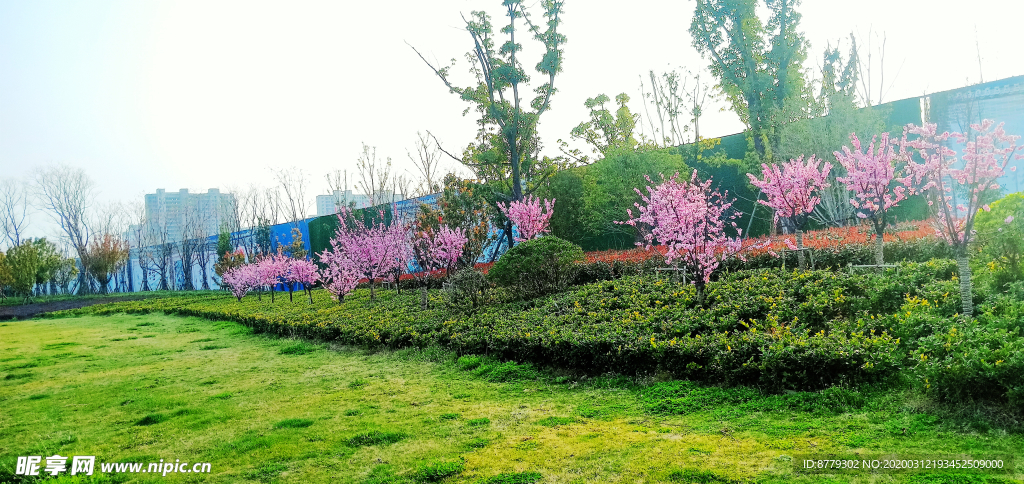 梅花 草地