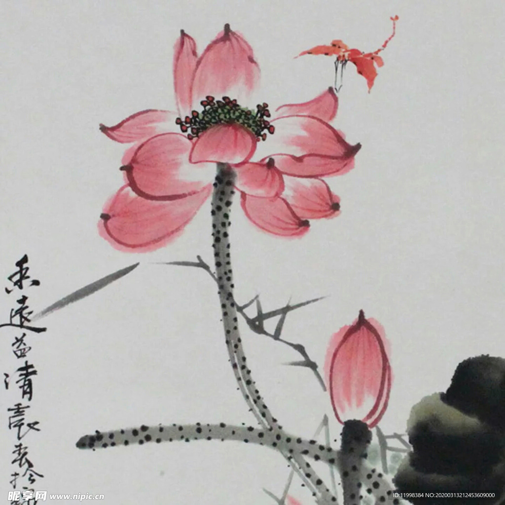 荷花