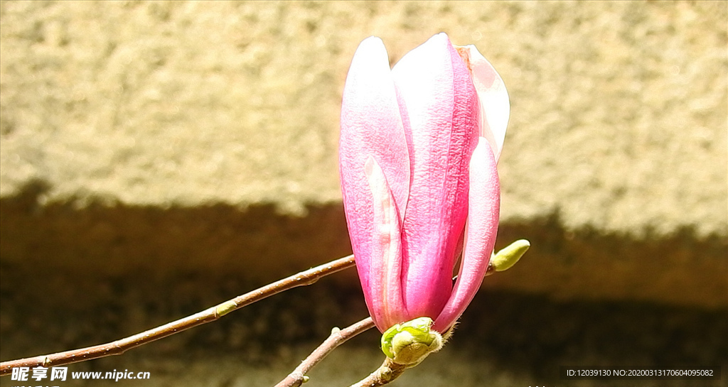 紫兰花实拍视频