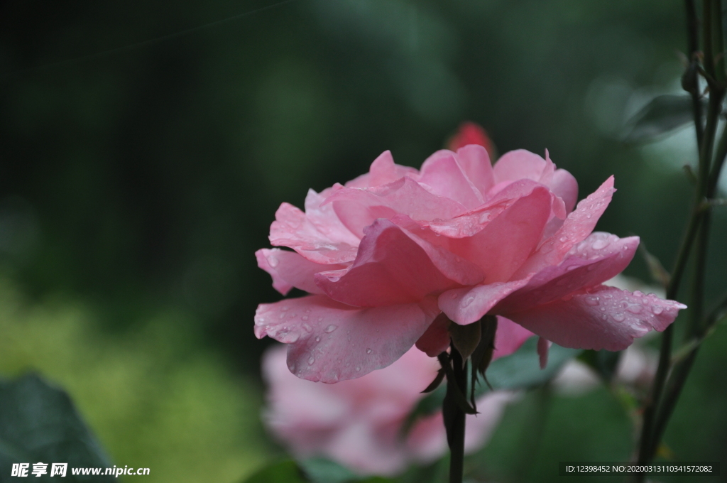 美丽的月季花