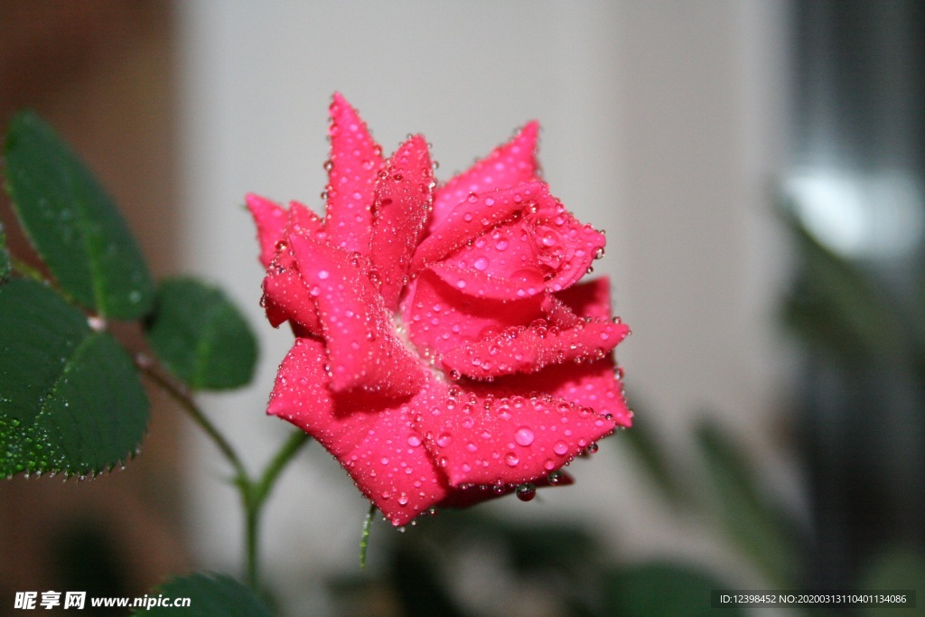 美丽的月季花