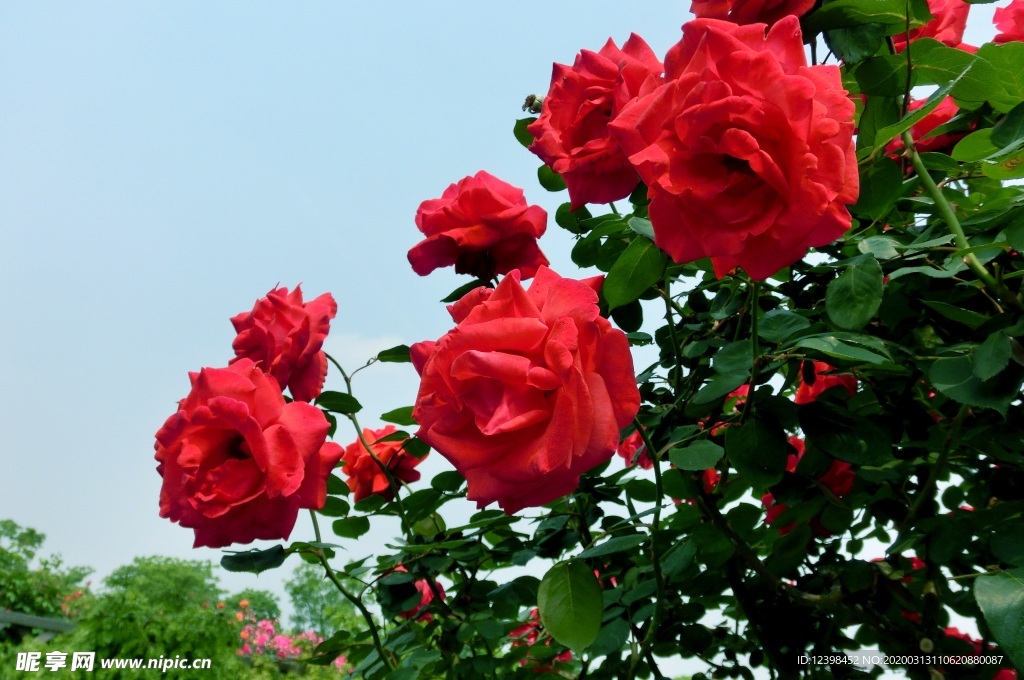 美丽的月季花