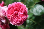 美丽的月季花