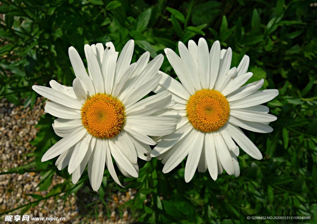 白色小雏菊