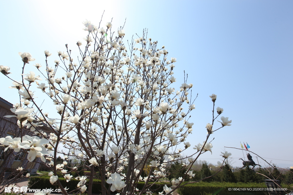 玉兰花树