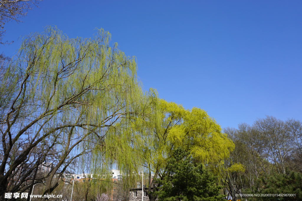 初春蓝天下的柳树绿叶