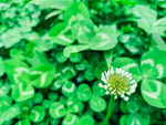 白色的野花