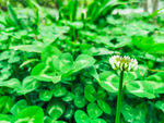 白色的野花