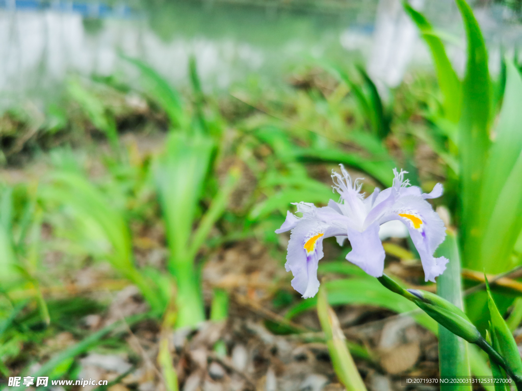 紫色的野花