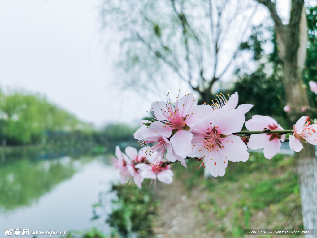 桃花