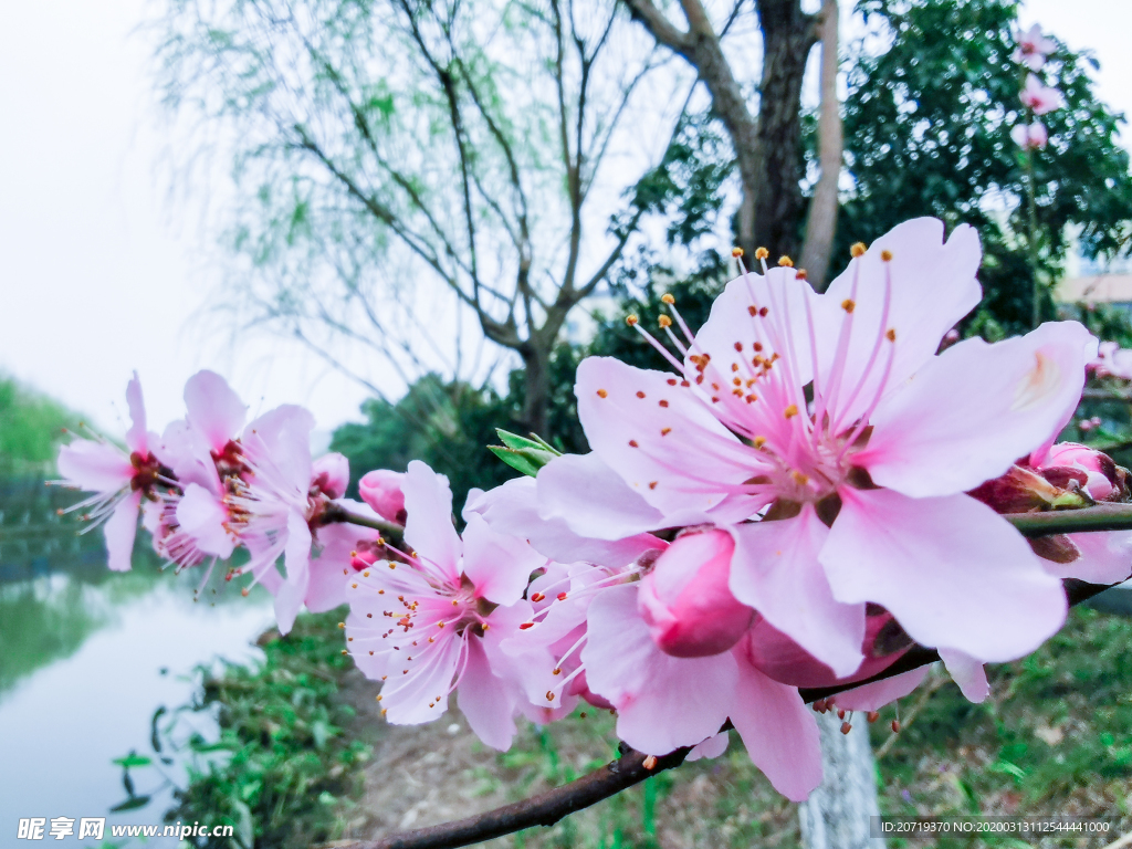桃花