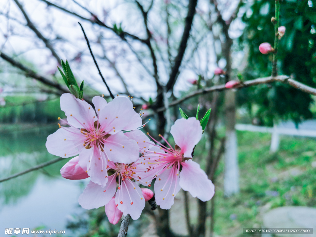 桃花