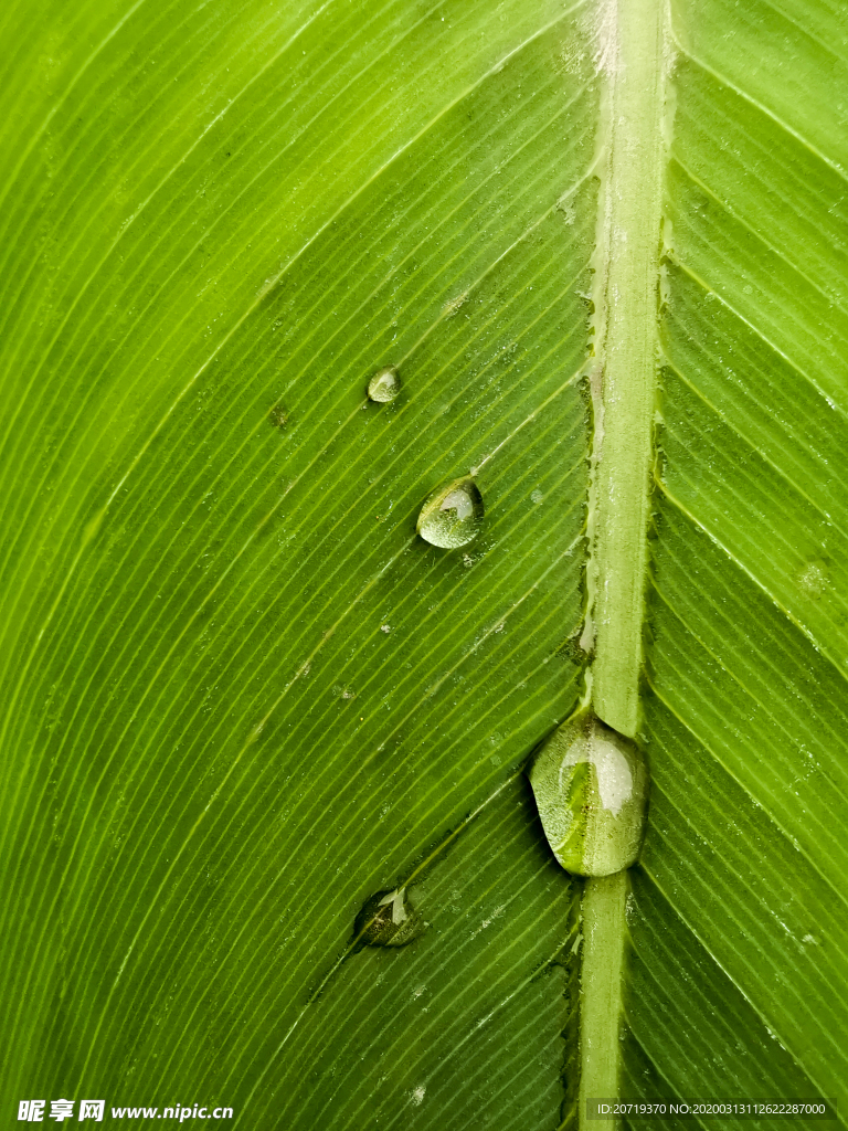 叶子上的水珠