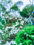 春天白色的花