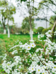 春天白色的花