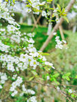 春天白色的花