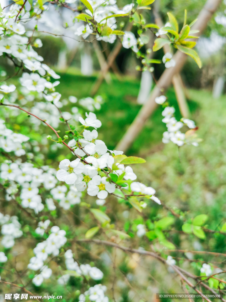 春天白色的花