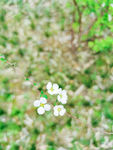 春天白色的花