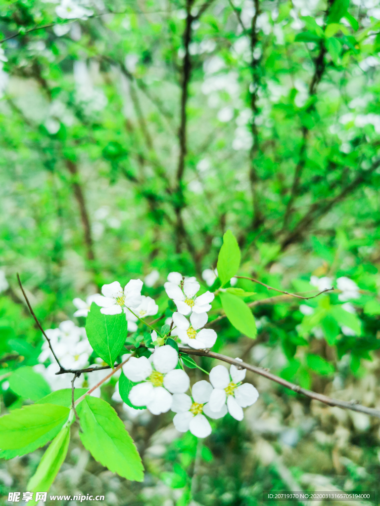 春天白色的花