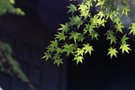 绿叶