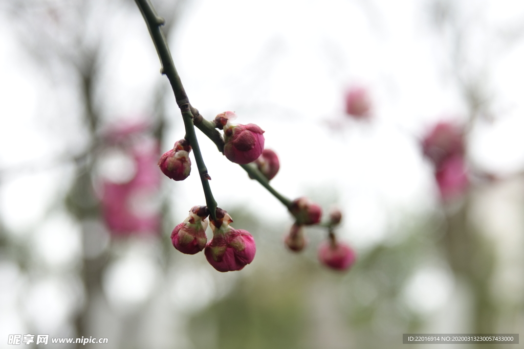 红梅花