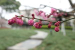 花蕾