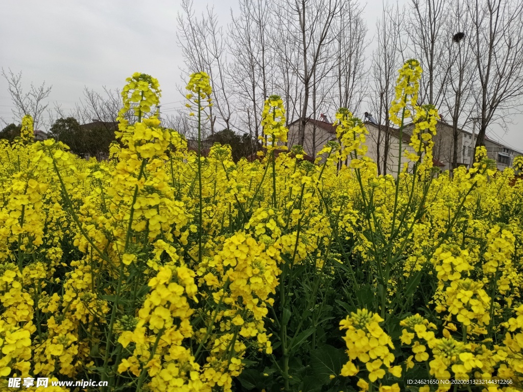 油菜花