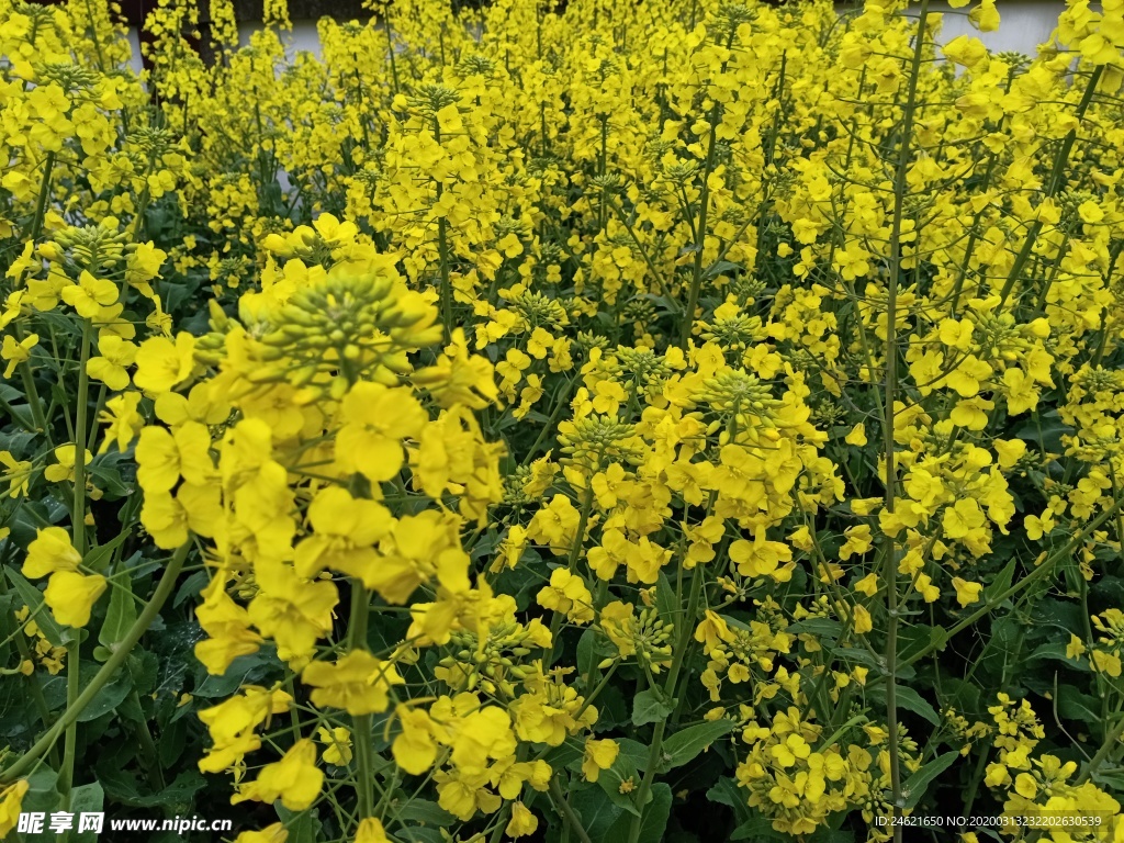 油菜花