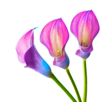 时尚水彩手绘花朵花卉