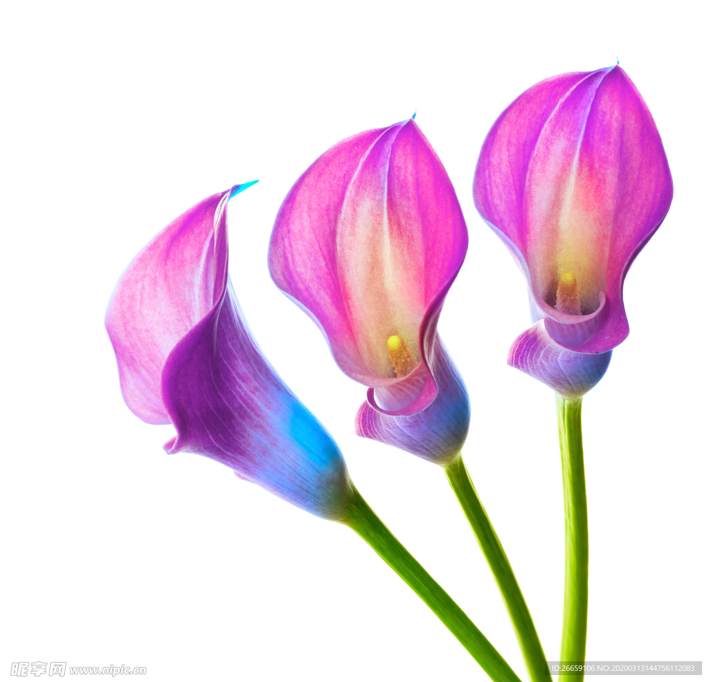 时尚水彩手绘花朵花卉