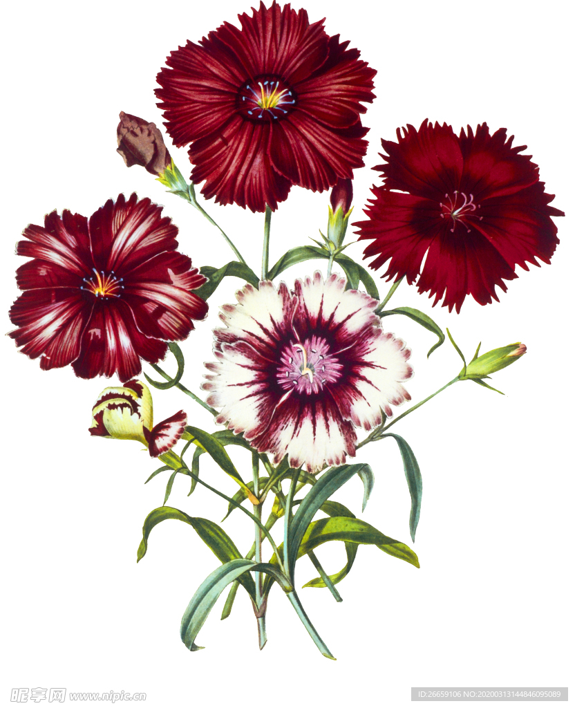 时尚水彩手绘花朵花卉