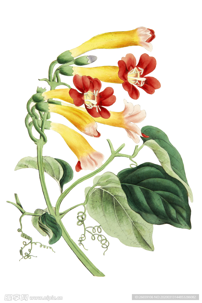 时尚水彩手绘花朵花卉