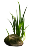 小草