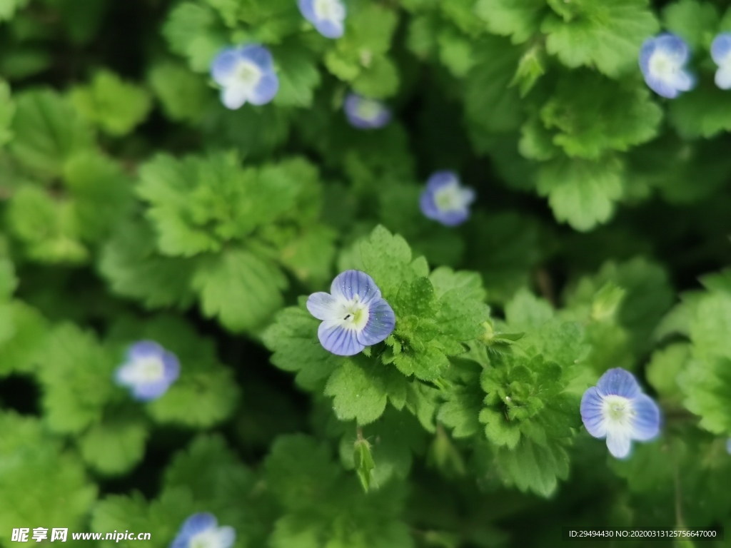 四叶花草摄影