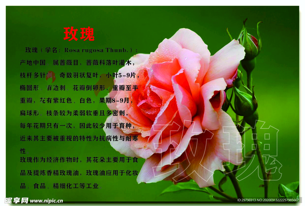 玫瑰简介