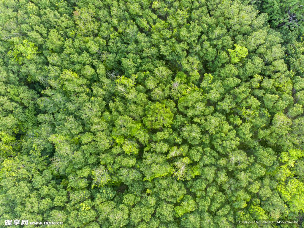 绿色森林俯瞰高清摄影图片