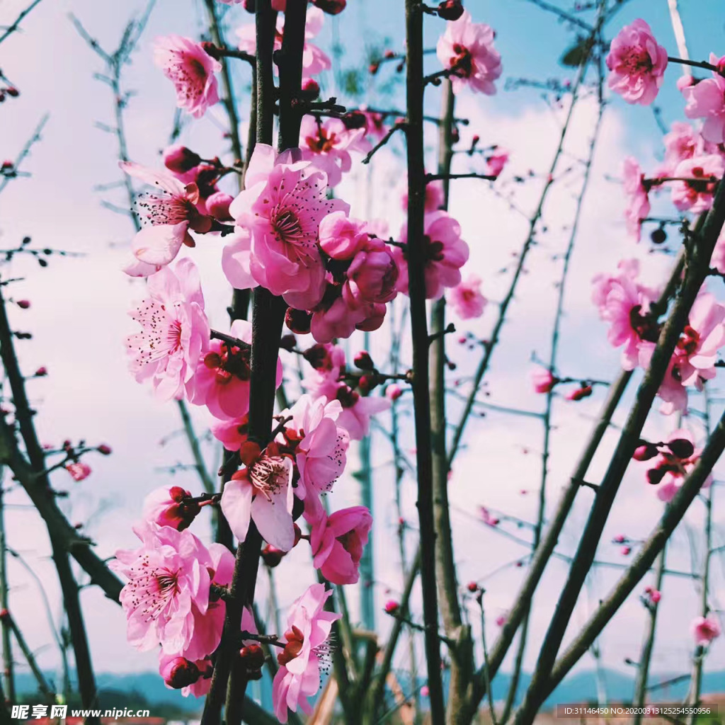 桃花朵朵开