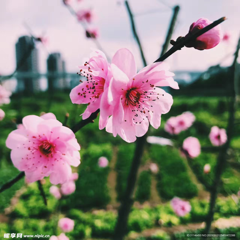 桃花盛开