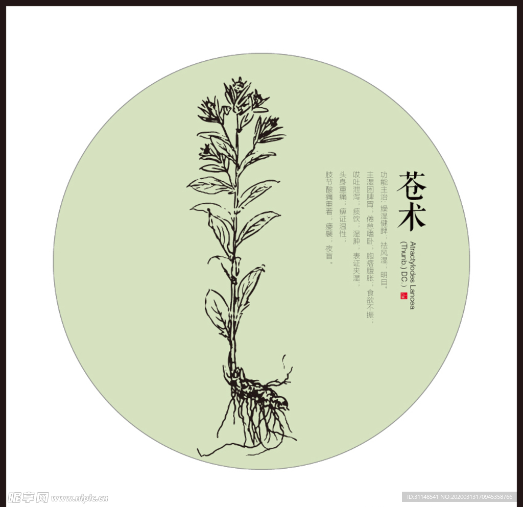 苍术