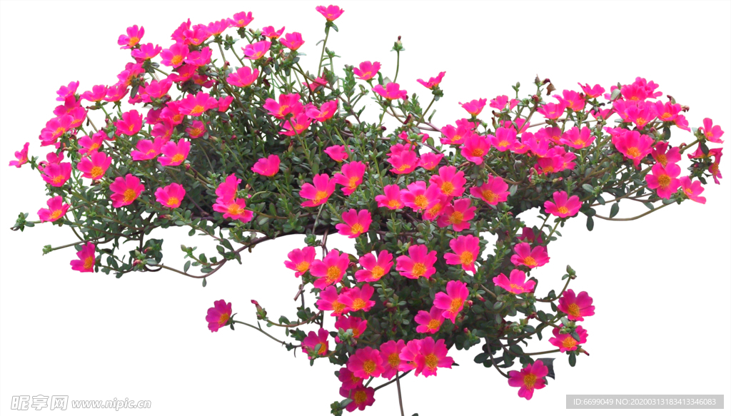 园林植物