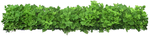 园林植物