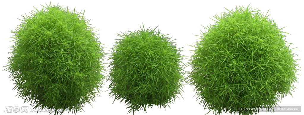 园林植物