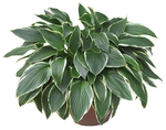 园林植物