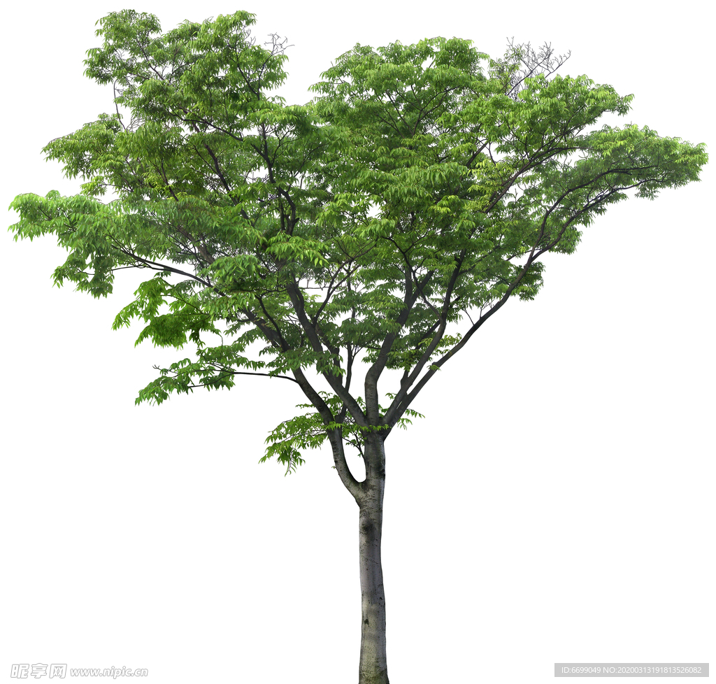 园林植物