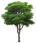 园林植物