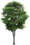 园林植物